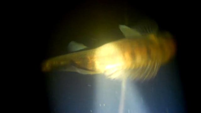 Подводная охота 22.10.2019 год.(Сазан 3 кг.) смотреть онлайн