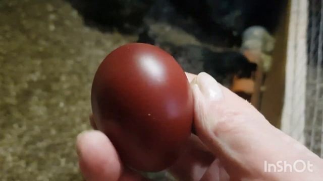 Барневельдер серебро, Маран черно-медный,Ливенские ситцевые.Вес яйца. смотреть онлайн