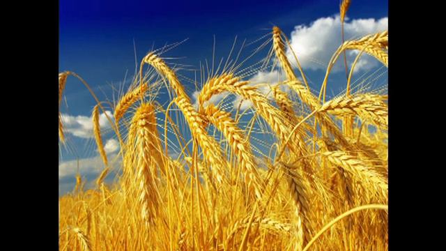 32 цикл НАВСТРЕЧУ ХРИСТУ тема ОБЗОР ПРИТЧИ СПЕРВА ЗЕЛЕНЬ смотреть онлайн