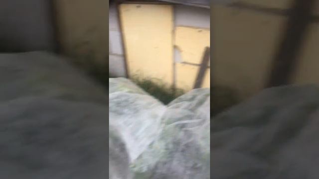 Убежище для цитрусовых из спанбонда. Спасет ли от заморозка? смотреть онлайн