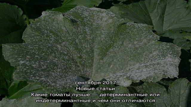 Как избавиться от мучнистой росы на кабачках без хими смотреть онлайн