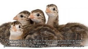 Инкубация цесарок