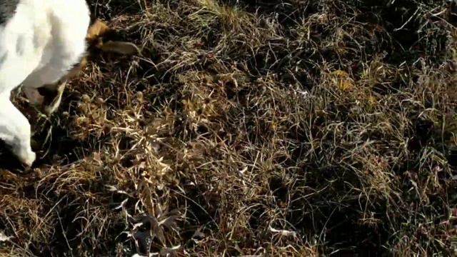 Мини-поход на Долгоруковку (Крым). Привязались собаки. Решаю задачу смотреть онлайн