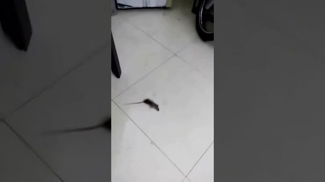Crazy mouse смотреть онлайн