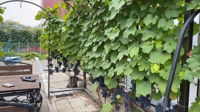 Виноград Экспресс в северном Подмосковье или экзамен для протеже Акованцева смотреть онлайн