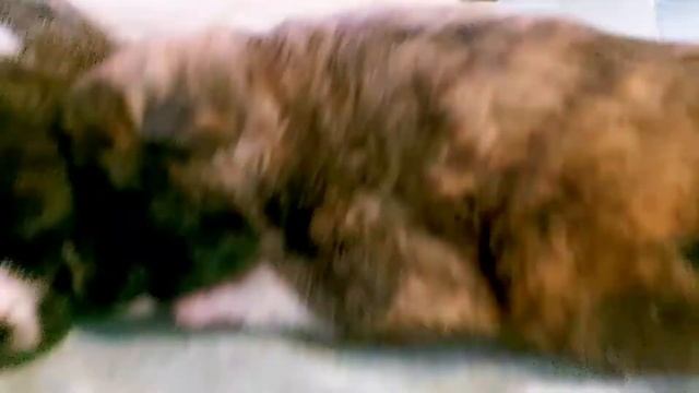 ФОТО ЩЕНКОВ АКИТА ДЛЯ ИНСТЫ l AKITA INU RARE COLORS смотреть онлайн