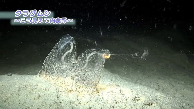 大浦湾100番勝負！その25.クラゲムシ -Coeloplana- смотреть онлайн