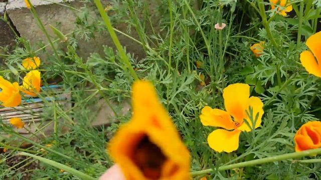 Шмель в маке. Шмель и Калифорнийский мак. Дачный участок в Германии. 4K 3840x2160 видео