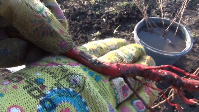 Высаживаем зимнюю прививку персика смотреть онлайн