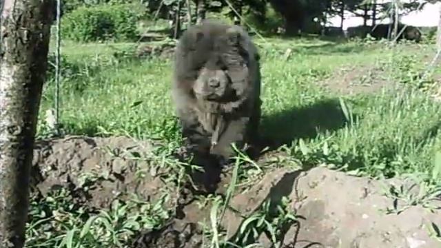 Рози 3 месяца. Гуляем в городе. смотреть онлайн