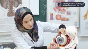 Глаз анатомия