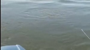 Ловля жереха на бомбарду