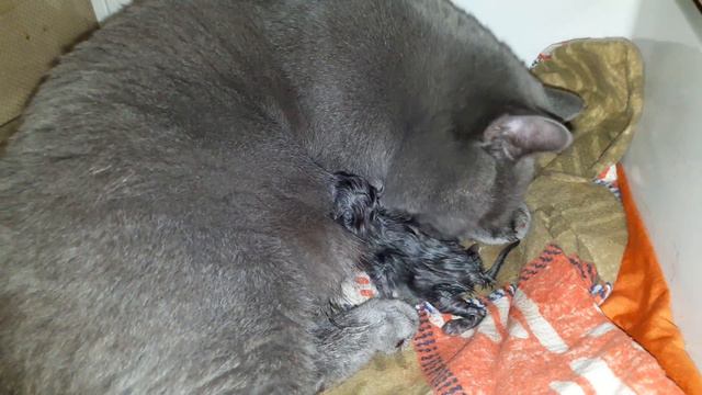 Роды нашей кошки 2 часть сюрприз еще1котенок смотреть онлайн
