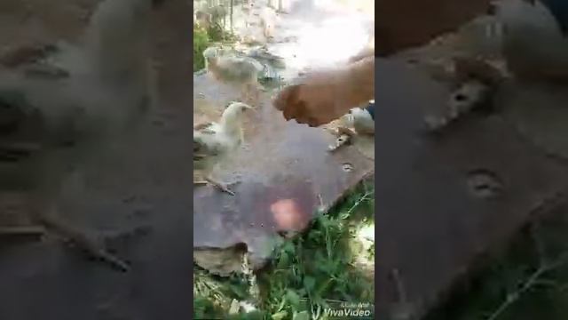 Чу шамо цепленок смотреть онлайн