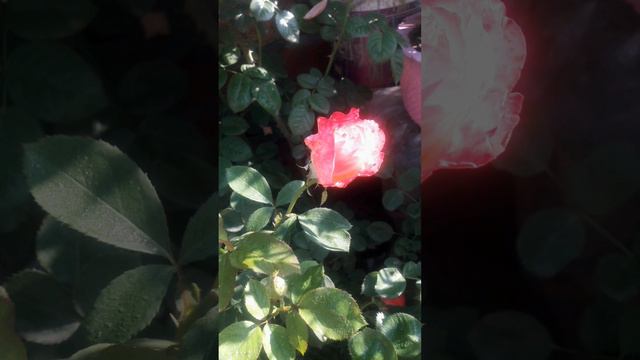 Time Lapse video Double delight Rose bud смотреть онлайн