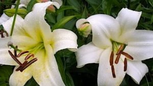 Лилия-дерево Претти Вумен