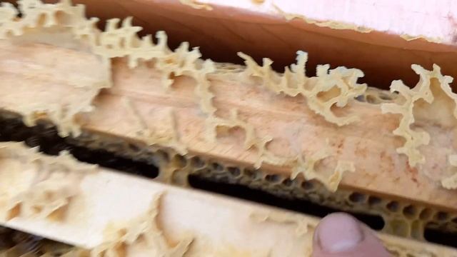 Гидравлический тормоз наката, пчелы вновь сжались в клуб смотреть онлайн