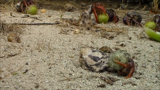 Hermit crab changing shells and then guarding the old one смотреть онлайн