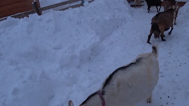 Прибрать у птиц не сложно. Выгнала коз в мороз гулять, а что делать им надо. смотреть онлайн