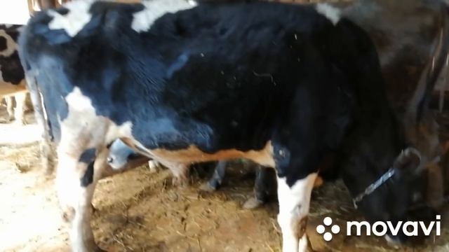 НАДО ВСЕ ВАМ РАССКАЗАТЬ!СТОЛЬКО СОБЫТИЙ-НЕ УСПЕВАЮ ЗА ВСЕМ СЛЕДИТЬ И ЗАБЫВАЮ РАССКАЗЫВАТЬ! смотреть онлайн