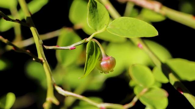 red huckleberry - Vaccinium parvifolium. Identification and characteristics смотреть онлайн