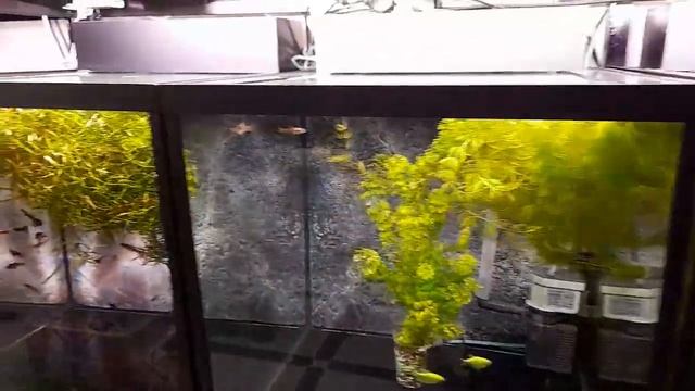 КУРСИ ПРОГРАМИСТИ/АКВАРИУМ/РИНОПЛАСТИКА/КОСМЕТОЛОГИЯ/КОШОНАИ ХУСН ВА ДИГАР МАГОЗАХО#БАРАКАТ#ДУШАНБЕ смотреть онлайн