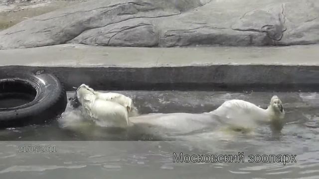 Мишки и мышки смотреть онлайн