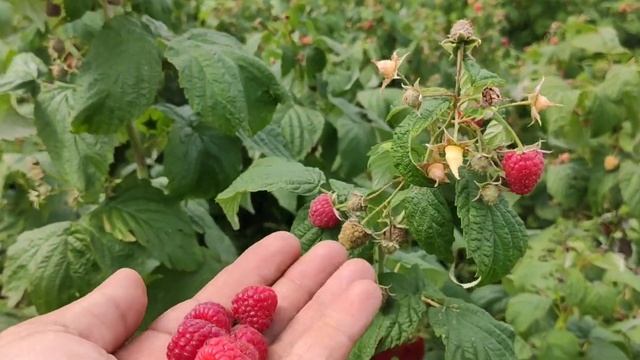 урожайность малины Полька и Полана 2021 смотреть онлайн