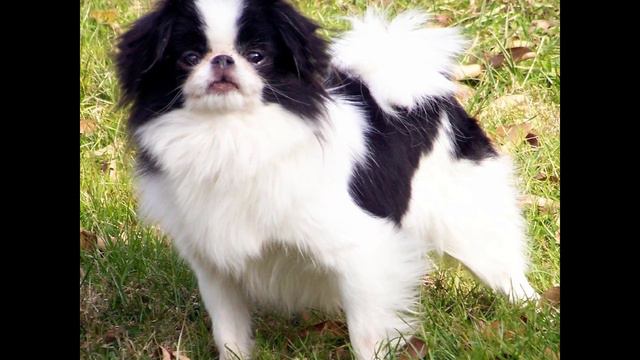 Japanese Chin (Японский хин) смотреть онлайн