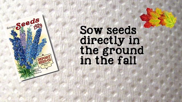 Delphinium Growing Tips // Empress of Dirt смотреть онлайн