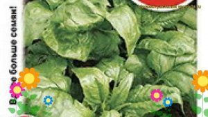 Шпинат Виктория (Шпинат). Краткий обзор, описание характеристик, где купить семена spinácia oleráce