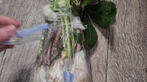 Заказала саженцы морозника с Авито