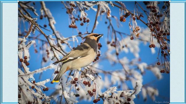 Как зимой помочь птицам? 1 класс УМК Школа России 23.12.2022 смотреть онлайн