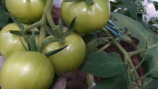 ПОДКОРМКА ТОМАТОВ В ПЕРИОД НАЛИВА ПЛОДОВ смотреть онлайн