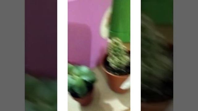 Кактусы и Толстянка))) смотреть онлайн