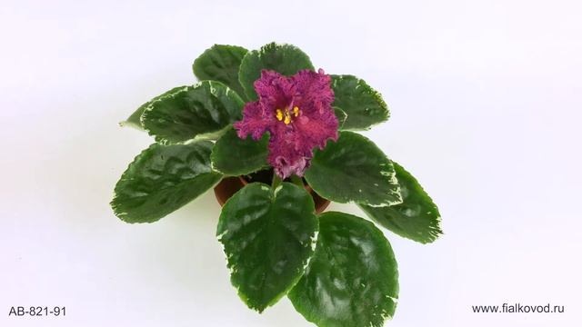 Очень яркая и контрастная фиалка - АВ-821-91 смотреть онлайн