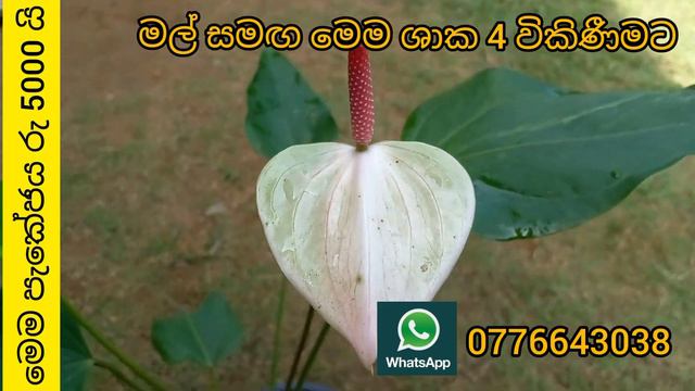 පරාගනය මගින් බිහිවූ ලස්සනම ඇන්තූරියම් වර්ග 4ක් මල් සමඟ විකිණීමට | Anthurium Wagawa | Anthurium Warg