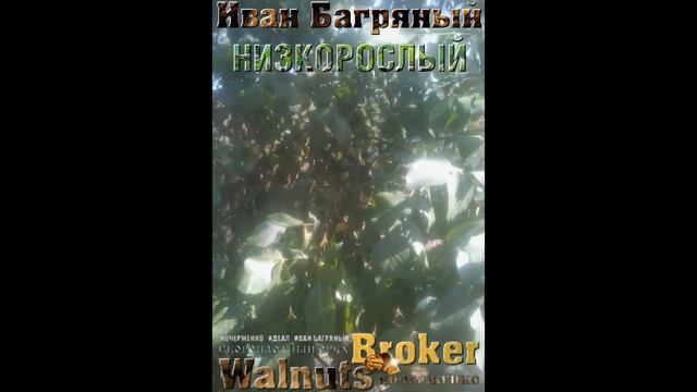 Низкорослый грецкий орех Иван Багряный, Walnuts Broker смотреть онлайн
