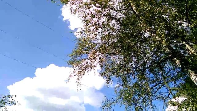 Хищник Ястреб VID 20160804 153549 смотреть онлайн