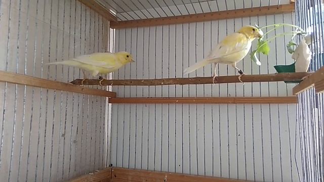 Что делать когда канарейка готовиться ко второму выводку птенцов. смотреть онлайн