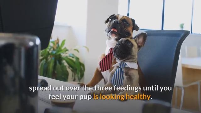 How Much and How Often Shall you Feed your French Bulldog? French Bulldog Diet and Health смотреть онлайн