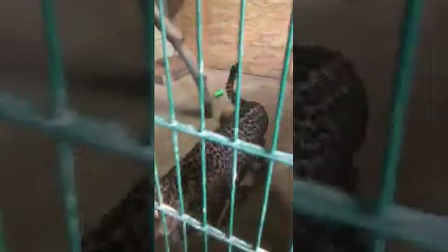 Ева и Артур. смотреть онлайн