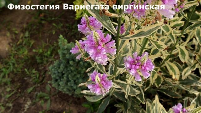 Тренды 2022 года, супер многолетник Физостегия Вариегата виргинская - потрясающей красоты. смотреть онлайн