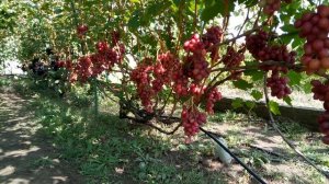 Виноград РУБИНОВЫЙ ЮБИЛЕЙ .Селекции Крайнова В.Н Сезон 2021