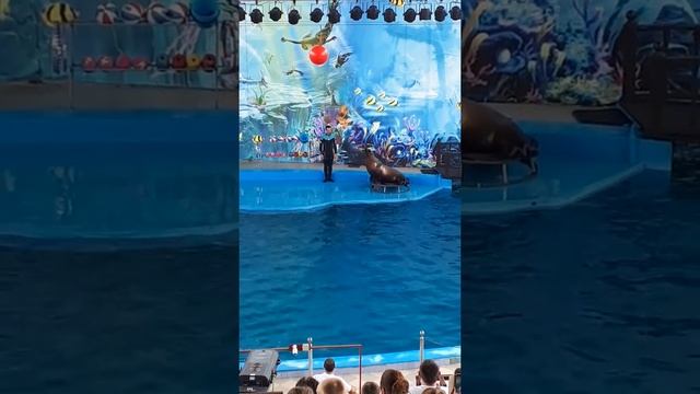 Дельфинарий в Лазаревском "Морская звезда". Морская львица просто молодец! смотреть онлайн