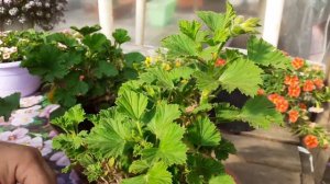Королевская пеларгония перестала цвести ??? сделайте так.
