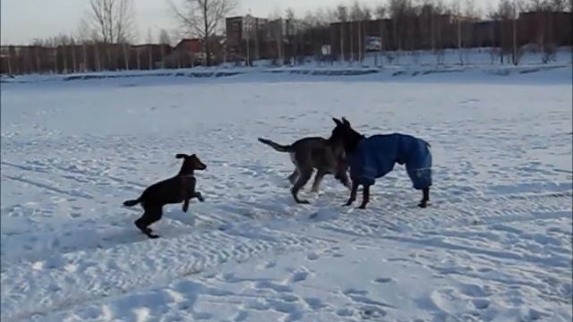 День добермана смотреть онлайн