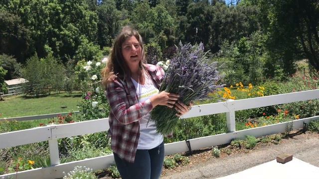 How To Harvest And Dry Lavender смотреть онлайн