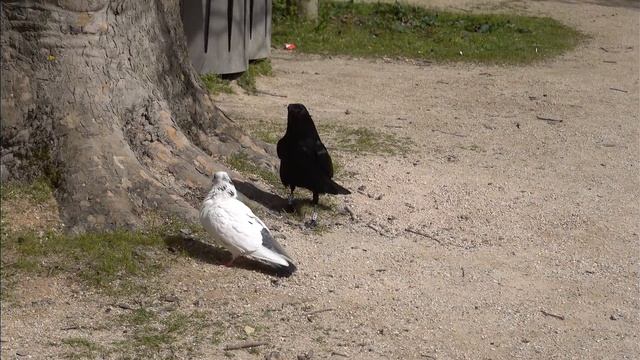 Pigeon fights off crow W070 смотреть онлайн