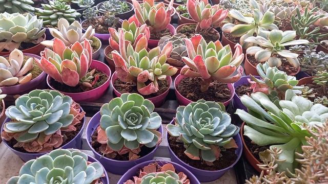Sukulent / Succulent / Yeni Gelen Ürünler смотреть онлайн